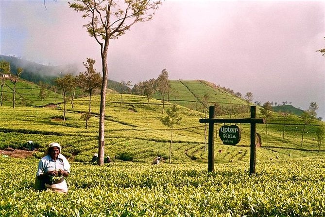 Day Excursion to Lipton Seat & Dambatenne Tea Factory From Ella - Practical Information