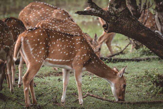 Day Excursion to Yala National Park From Colombo - Meeting and Pickup