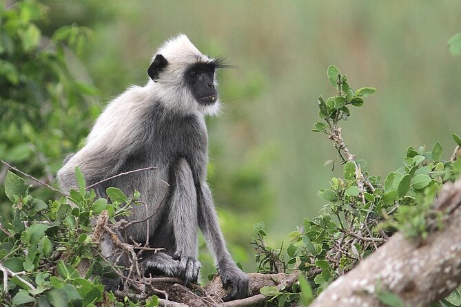 Day Excursion to Yala National Park From Colombo - Pickup Points