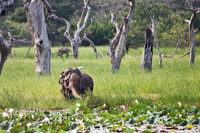 Day Excursion to Yala National Park From Colombo - Likely to Sell Out