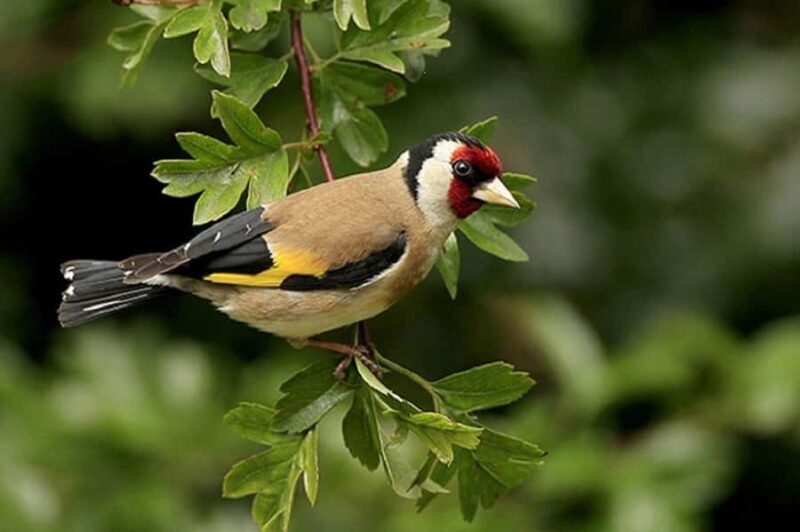 Day Hike from Dhampus to Australian Camp with Lunch - Considerations and Tips