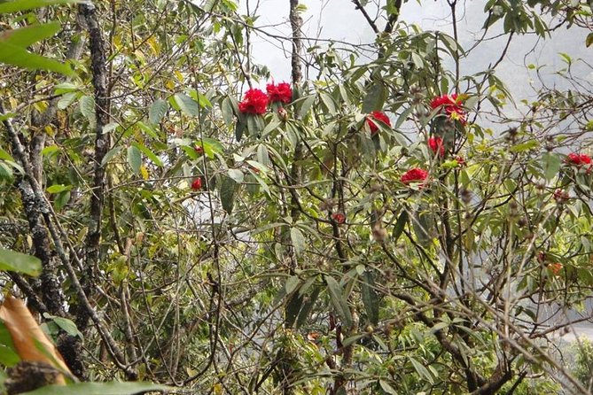 Day Hike in Kathmandu Valley - Local Wildlife and Flora to Discover