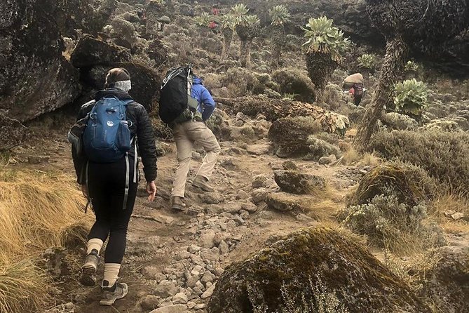 Day Hike to Mount Kilimanjaro (Mandara Hut) - Good To Know