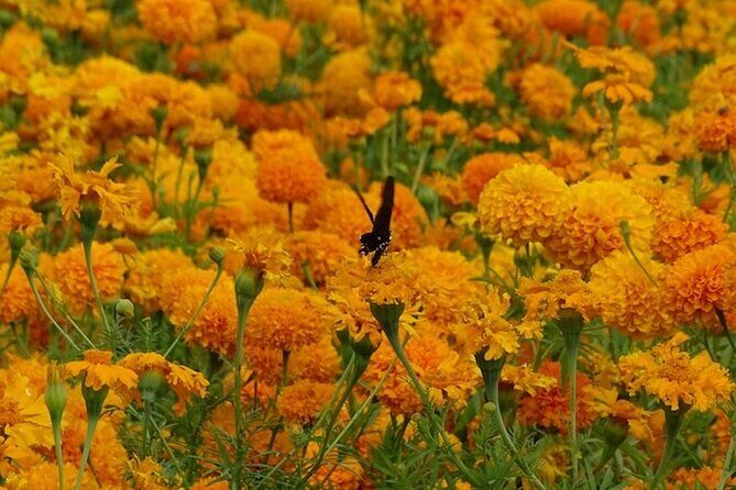 Day of the Dead Tour in Atlixco from Mexico City - Who Would Love This Tour?