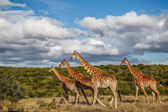 Day Safari at Pumba Private Game Reserve - Additional Information