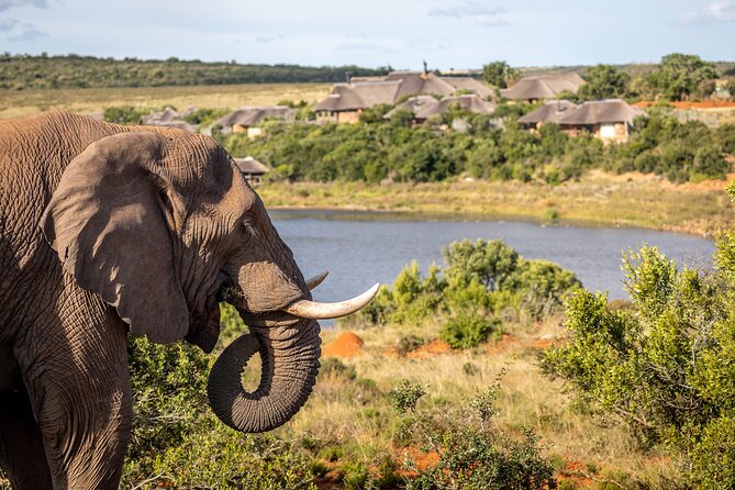 Day Safari at Pumba Private Game Reserve - Common Questions