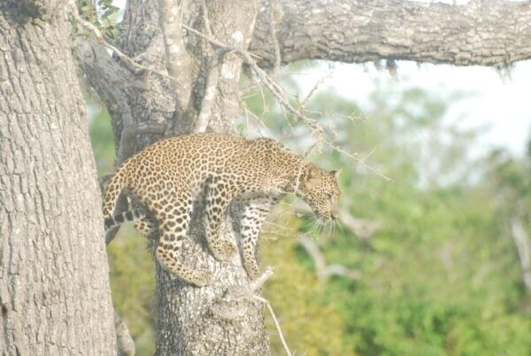 Day Safari From Hambantota - Customer Reviews and Ratings