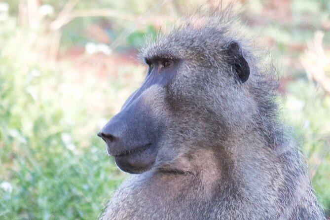 Day Safari in Kruger Park - Good To Know