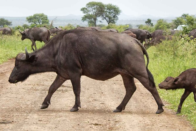 Day Safari in Kruger Park - Wildlife Encounters