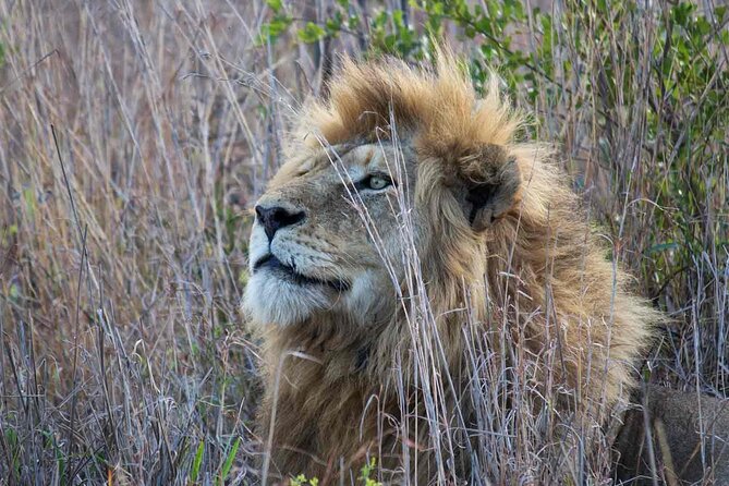Day Safari in Kruger Park - Picnic Lunch