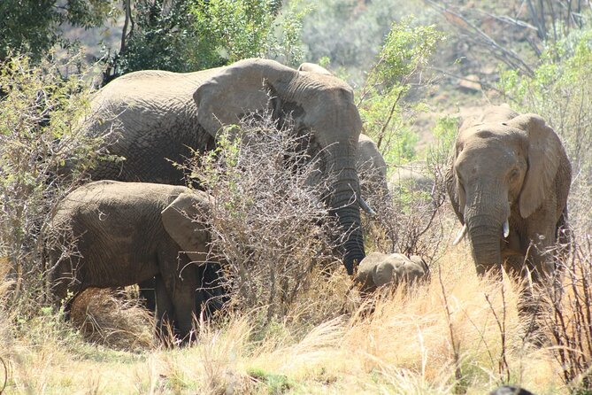 Day Safari in Pilanesburg Big Five Game Reserve - Duration and Admission