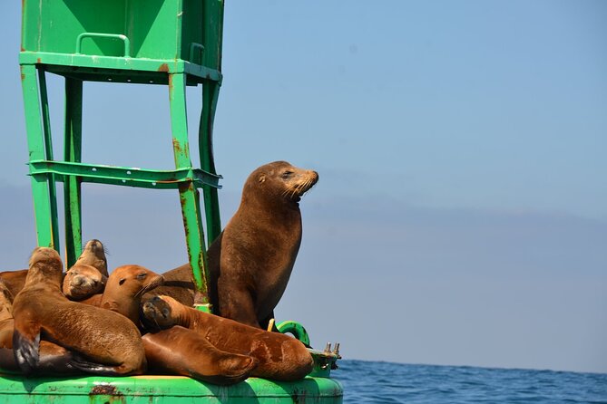 Day Sail Aboard a Classic Yacht : San Diegos Best-Kept Secret: - Common Questions