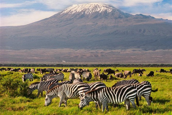 Day Tour Amboseli Park From Nairobi - Reviews
