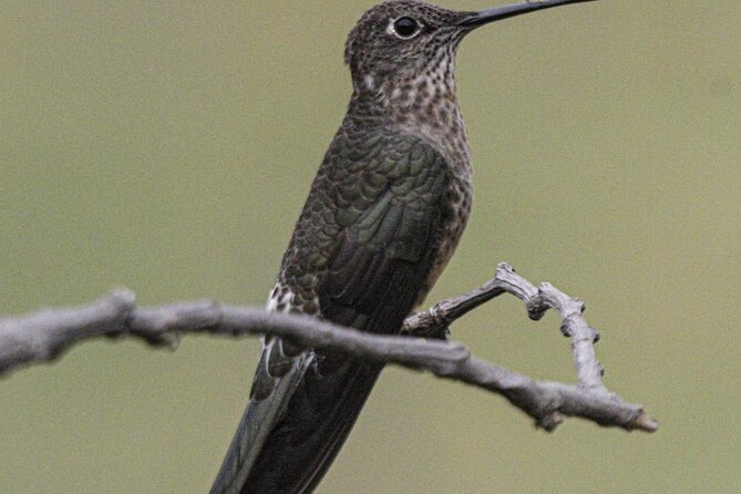 Day Tour at Antisana Birding and Condor Watching - Tour Overview