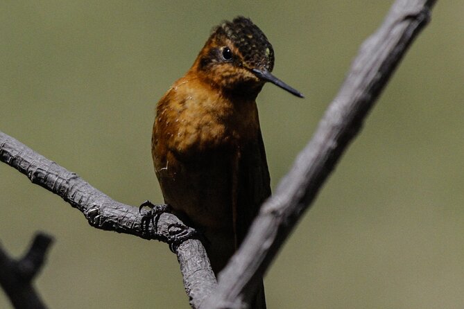 Day Tour at Antisana Birding and Condor Watching - Itinerary Details