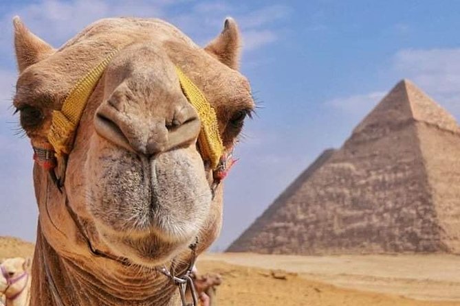 Day Tour at The Pyramids Area Riding a Camel - Meeting Point Details