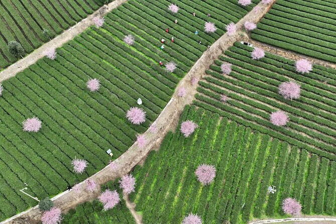 Day tour Chengdu Panda Base Leshan Giant Buddha with local Lunch - Transport, Timing, and Group Experience