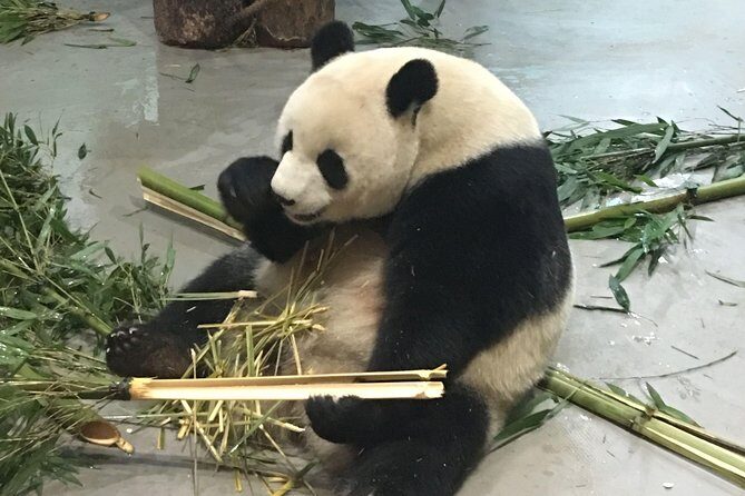 Day Tour: Chengdu Panda Breeding Base and Leshan Giant Buddha - The Real Traveler Perspective