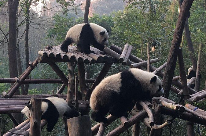 Day Tour: Chengdu Panda Breeding Base and Leshan Giant Buddha - Is This Tour Right for You?