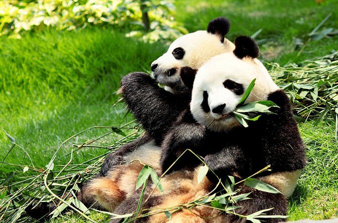 Day Tour: Chengdu Panda Breeding Base and Leshan Giant Buddha - Final Thoughts