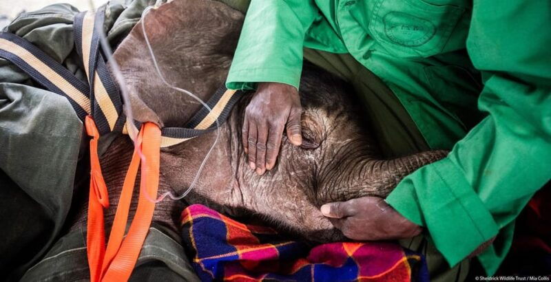 DAY TOUR: DAVID SHELDRICK ELEPHANT TRUST & GIRAFFE CENTER - Introduction