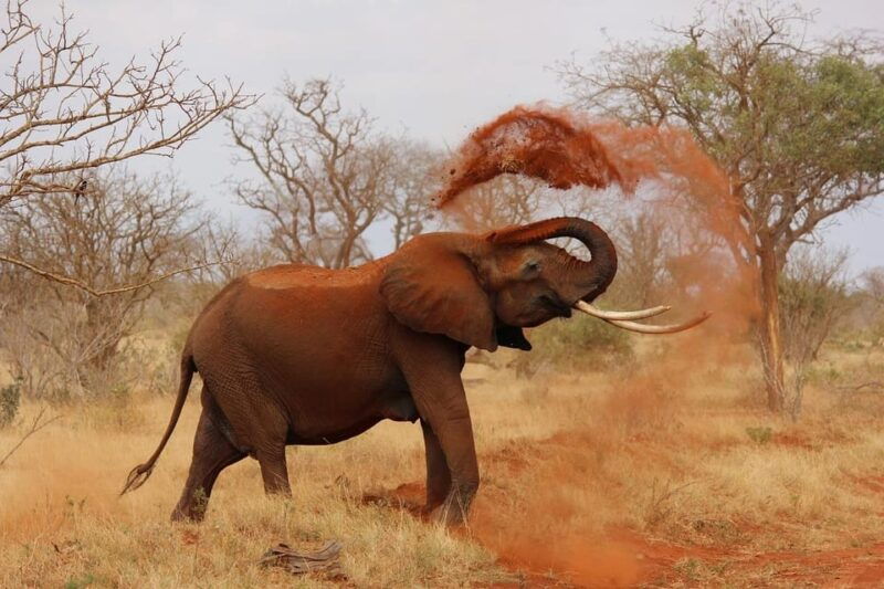 DAY TOUR: DAVID SHELDRICK ELEPHANT TRUST & GIRAFFE CENTER - Exploring the Itinerary in Detail
