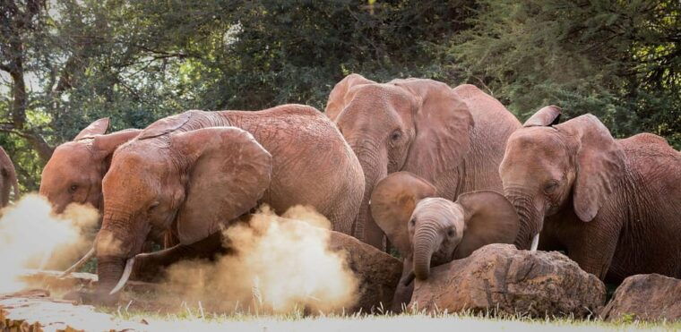 DAY TOUR: DAVID SHELDRICK ELEPHANT TRUST & GIRAFFE CENTER - Practical Details and Value
