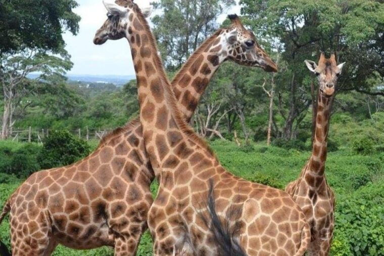 DAY TOUR: DAVID SHELDRICK ELEPHANT TRUST & GIRAFFE CENTER - Authentic Experiences and Insights from Reviewers