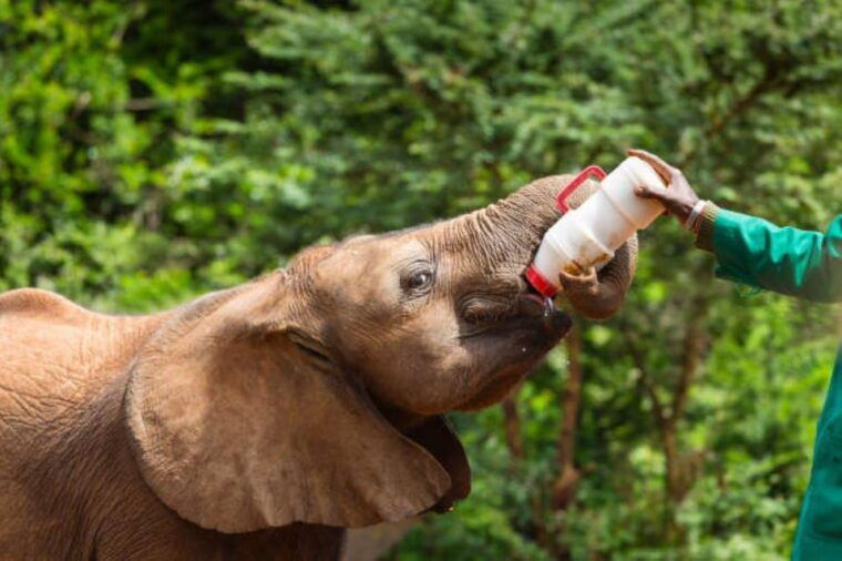 DAY TOUR: DAVID SHELDRICK ELEPHANT TRUST & GIRAFFE CENTER - The Sum Up