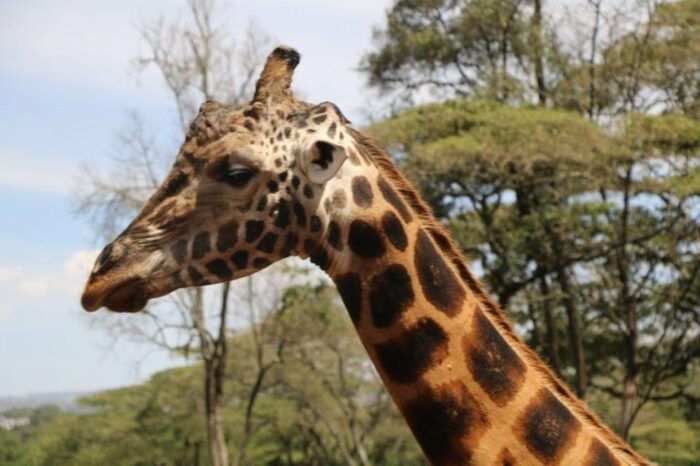 DAY TOUR: DAVID SHELDRICK ELEPHANT TRUST & GIRAFFE CENTER - FAQs