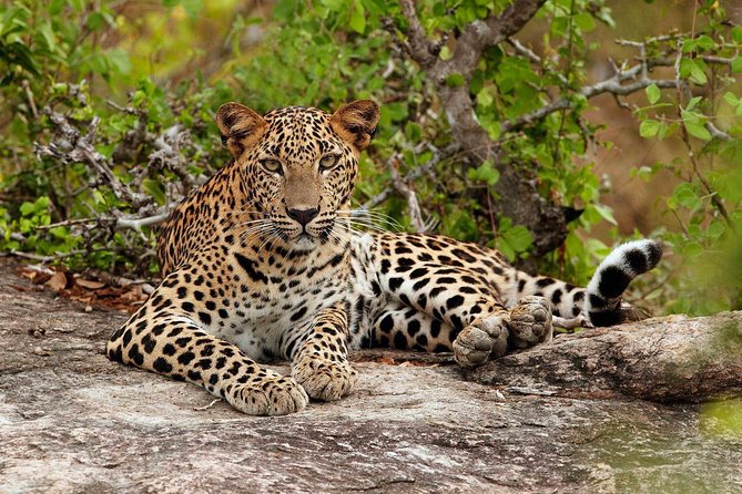 Day Tour From Colombo to Sigiriya, Pidurangala Rock & National Park Safari - Pidurangala Rock: an Alternative Trek With Spectacular Views