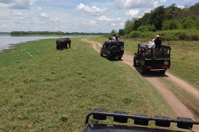 Day Tour From Colombo to Sigiriya, Pidurangala Rock & National Park Safari - Wildlife Adventure at Minneriya National Park
