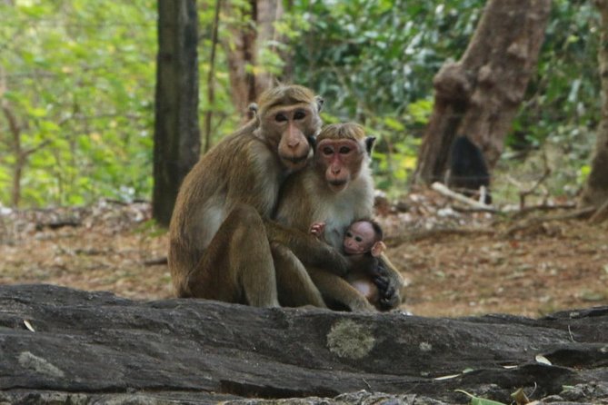 Day Tour From Dambulla to Sigiriya or Pidurangala & Polonnaruwa - Visit the Ancient City of Polonnaruwa
