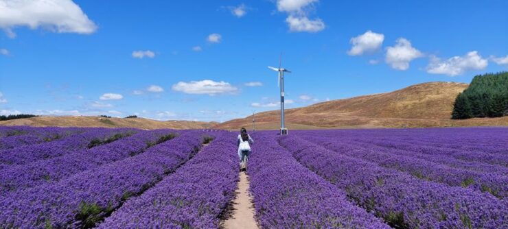 Day Tour: From Dunedin to Mount Cook in Private Car - Tour Duration and Guide