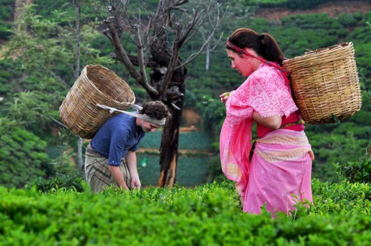 Day Tour From Kandy to Nuwara Eliya and Ramboda Waterfall - Activity Details