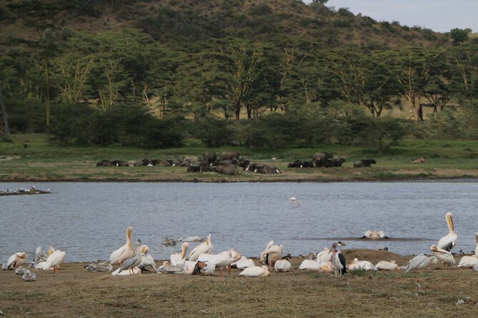 Day Tour in Lake Nakuru National Park - What To Expect