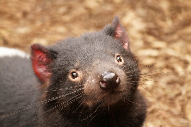 Day Tour in Mt. Field, Mt. Wellington, Bonorong Wildlife Sanctuary and Richmond - Tour Details and Logistics