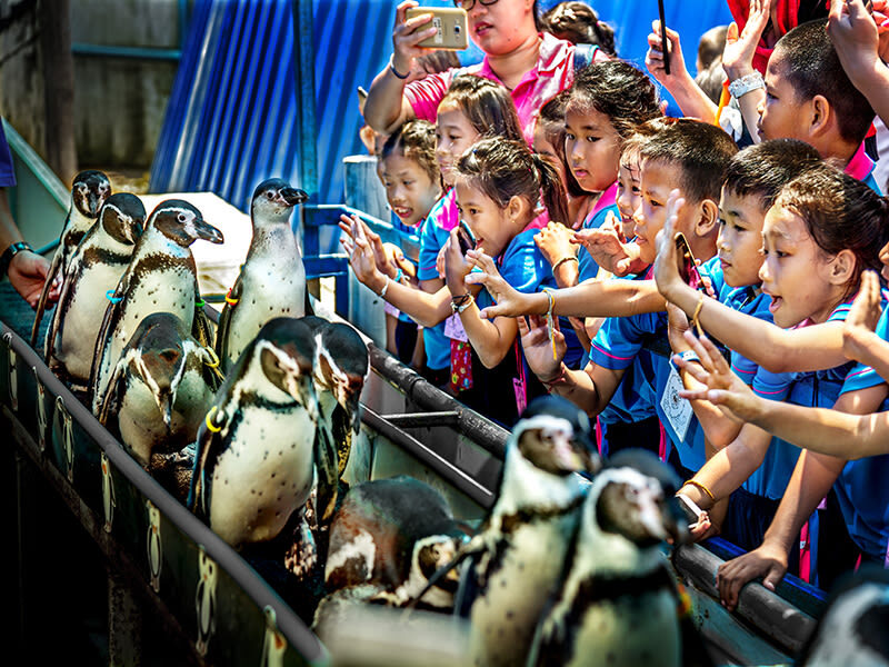 Day Tour Khao Kheaw Open Zoo From Pattaya or Bangkok by TTD GLOBAL - Feeding times, shows, and animal encounters