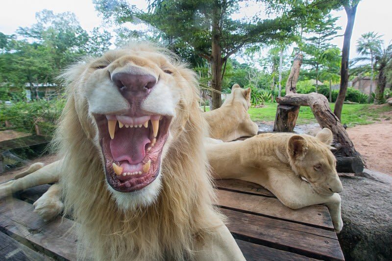 Day Tour Khao Kheaw Open Zoo From Pattaya or Bangkok by TTD GLOBAL - A good fit for families, with a little planning