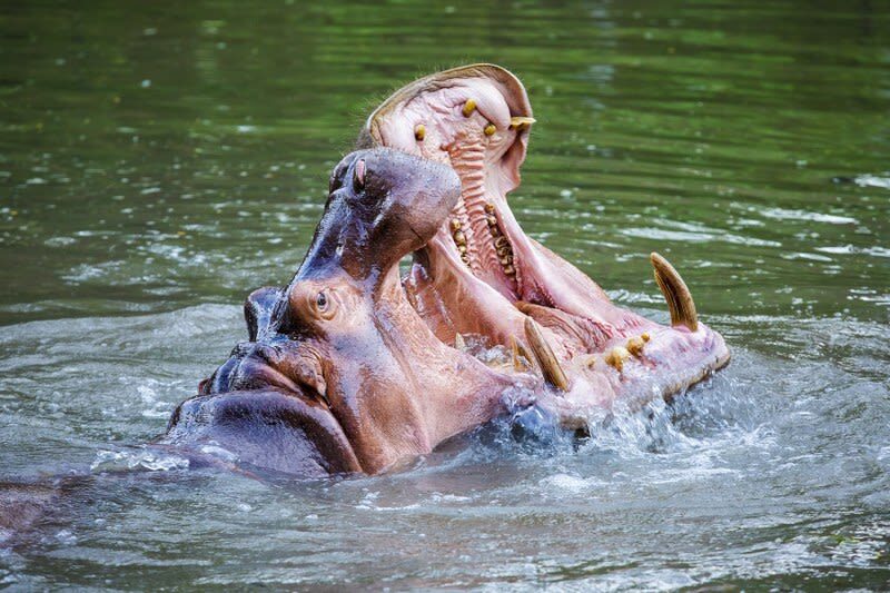 Day Tour Khao Kheaw Open Zoo From Pattaya or Bangkok by TTD GLOBAL - Should you book this Khao Kheow day trip?