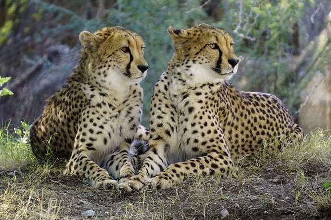 Day Tour: Lake Manyara National Park - Wildlife Encounters