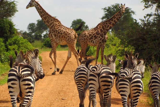 Day Tour: Lake Manyara National Park - Guided Safari Experience