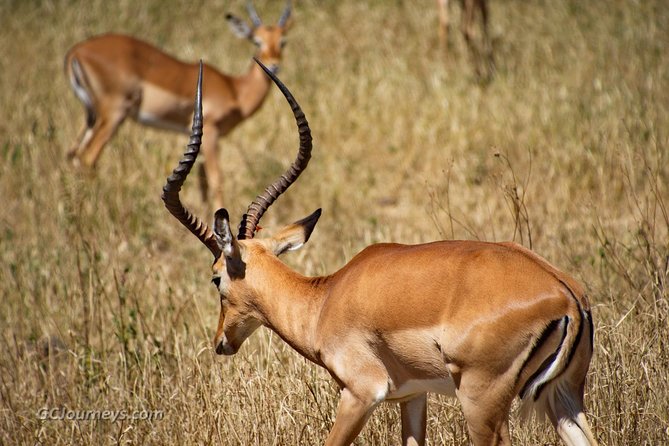 Day Tour: Lake Manyara National Park - Optional Activities