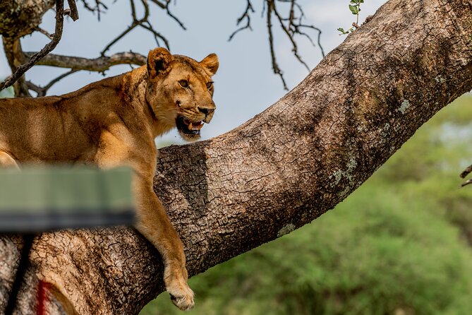 Day Tour Lake Manyara National Park Safari - Wildlife Encounters
