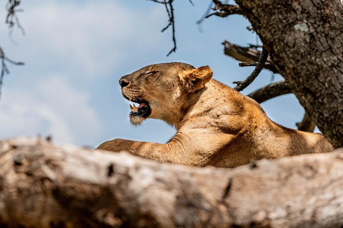 Day Tour Lake Manyara National Park Safari - Park Amenities