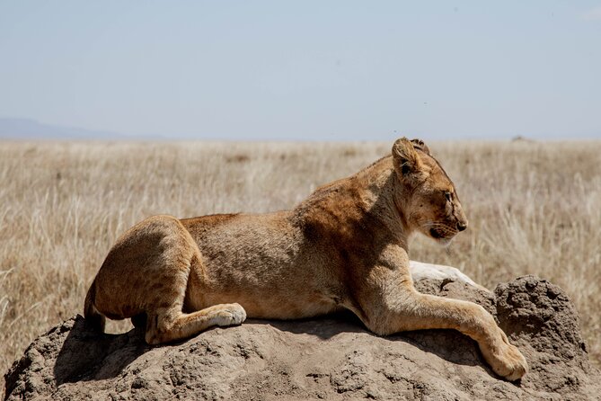 Day Tour Lake Manyara National Park Safari - Booking Information