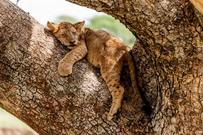 Day Tour Lake Manyara National Park Safari - Frequently Asked Questions