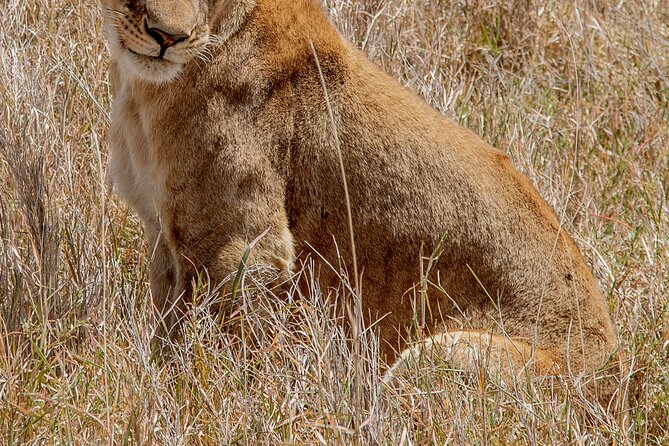 Day Tour Lake Manyara National Park Safari - The Sum Up