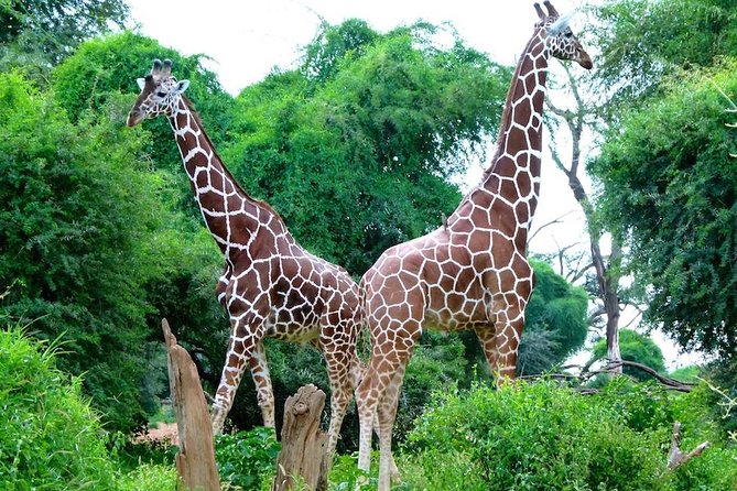 Day Tour Nairobi National Park - Customer Reviews