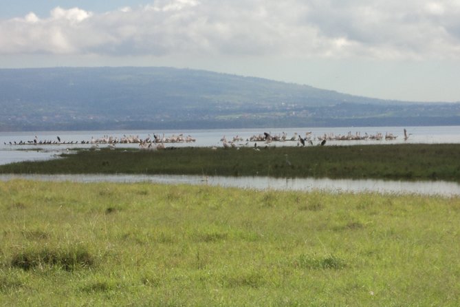 Day Tour Nairobi to the Lake Nakuru National Park - The Sum Up